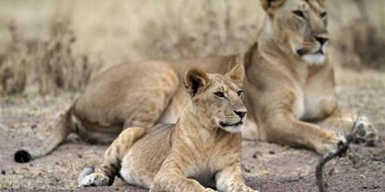 Lions kill three children in northern Tanzania
