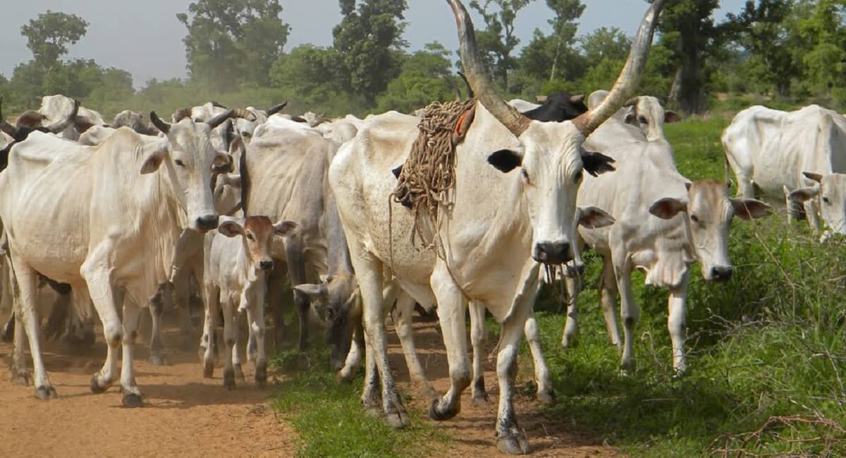 Outbreak Of Anthrax: Upper East Regional Coordinating Council Bans Movement of Cattle