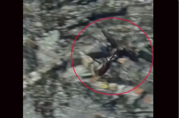 Giant eagle drops a wild goat off a steep mountainside