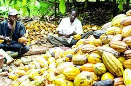 Enhancing The Value Chain Of Cocoa Farmers In Ghana: Beyond Relying On Price Increases