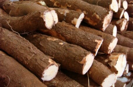 Bankye Ampesi Reduces Risk Of Colon Cancer