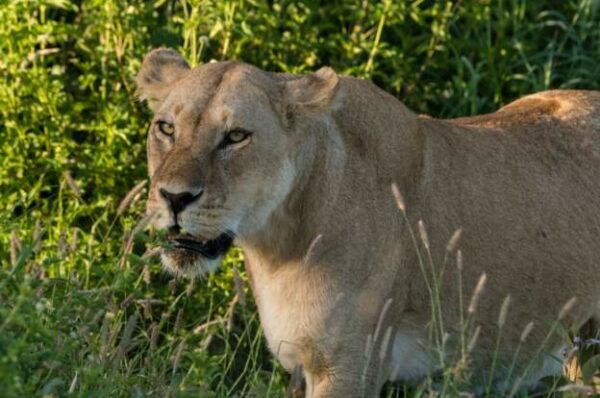 Lion kills zookeeper at Nigerian university