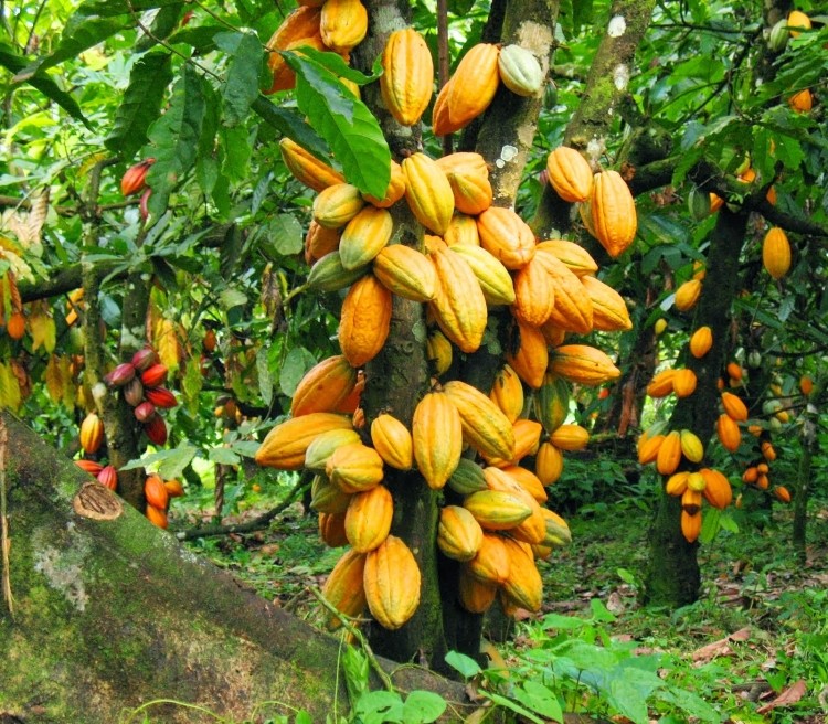 Cocoa farmers call for higher producer prices amid rising costs